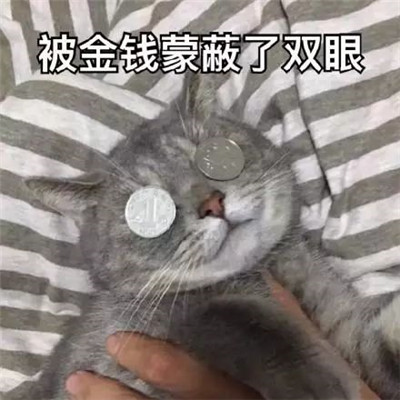 可爱猫咪表情包:妈,头发扎的有点紧!