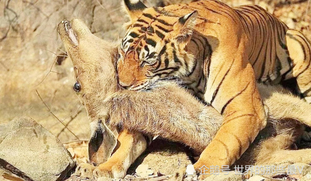 狮子捕猎时常被野牛反杀,换成老虎有可能单独捕获一头