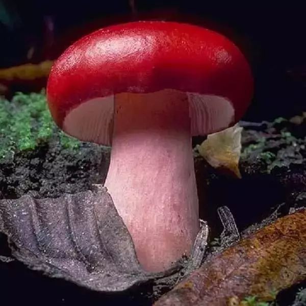 bicolor)和正红菇(russula vinosa)等等,都是颜色鲜艳的食用菌
