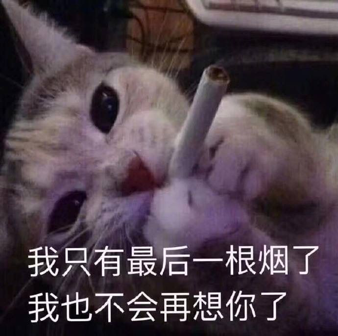 且慢!这里有网友聊天专属萌宠表情包:我都愁死了