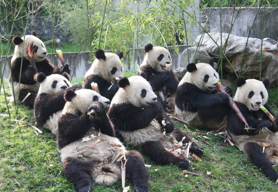 墨西哥2只大熊猫无法回国,原因竟是不属于中国?真相扎