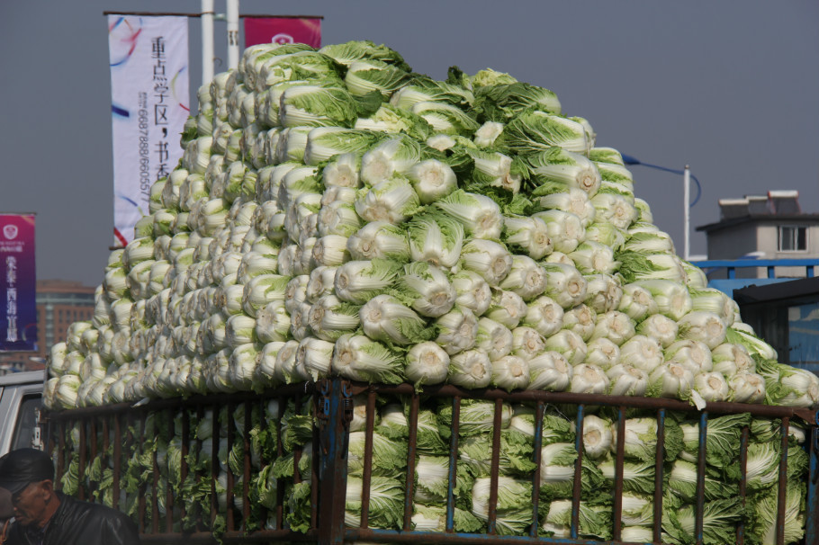 北方常见的大白菜