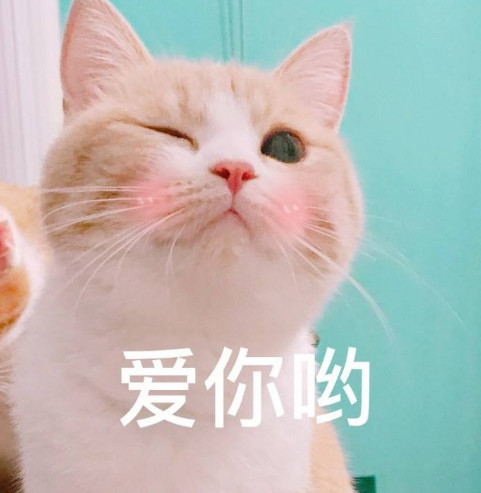 可爱萌宠猫咪表情包:你是不是不喜欢我噜!