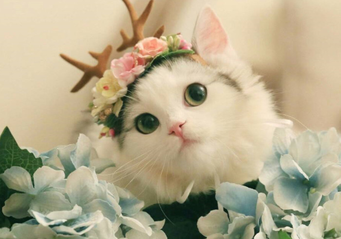 猫咪在心情好的时候,会有什么表现?快来看一看