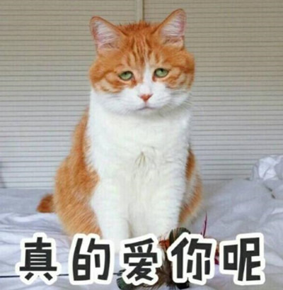 可爱猫咪表情包:睁开你那卡姿兰的大眼睛说爱我
