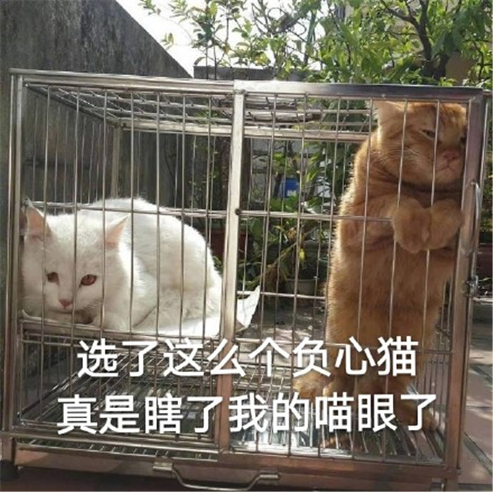 可爱萌宠猫猫表情包:选了这么个负心猫,真是瞎了我的喵眼了