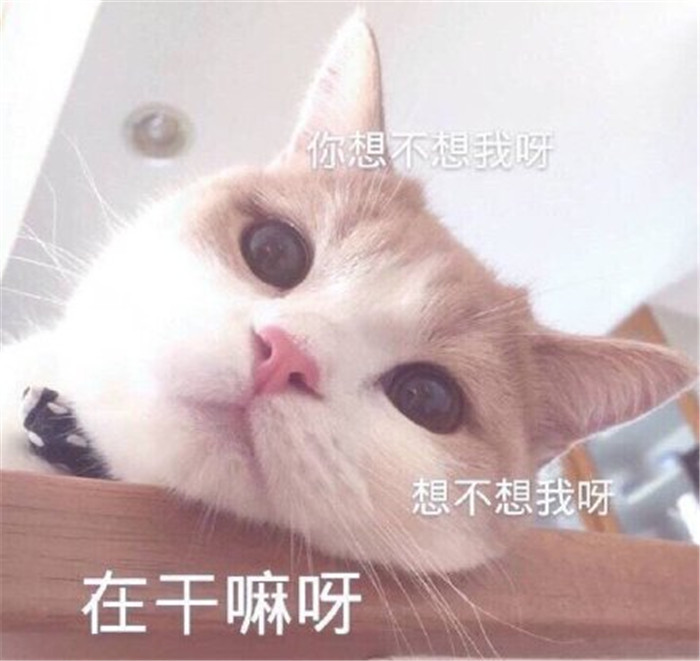 可爱萌宠猫猫表情包:小姐姐一起睡觉吗,我是好人