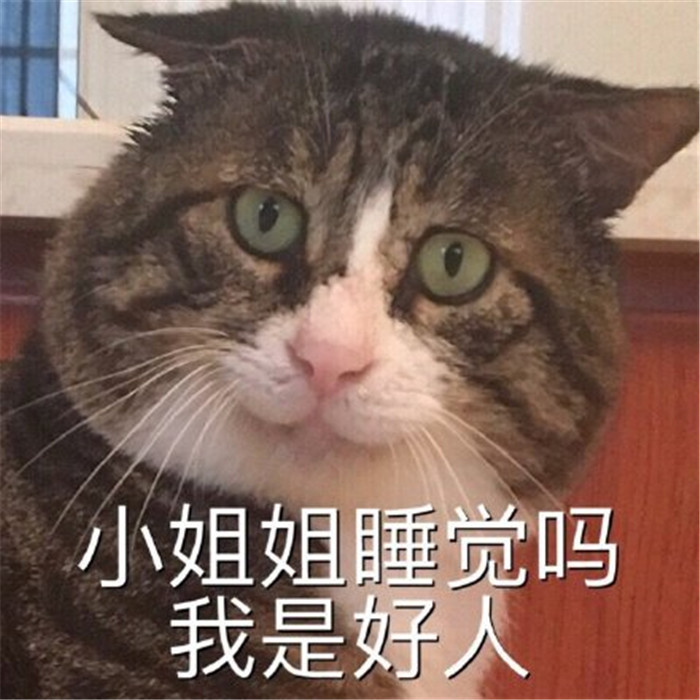 可爱萌宠猫猫表情包:小姐姐一起睡觉吗,我是好人