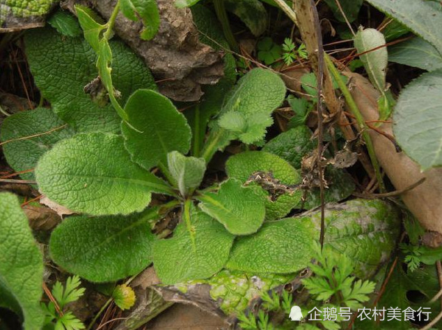 这种野草名叫"蛤蟆草"据说可以治疗湿疹,痔疮,若是见到请珍惜