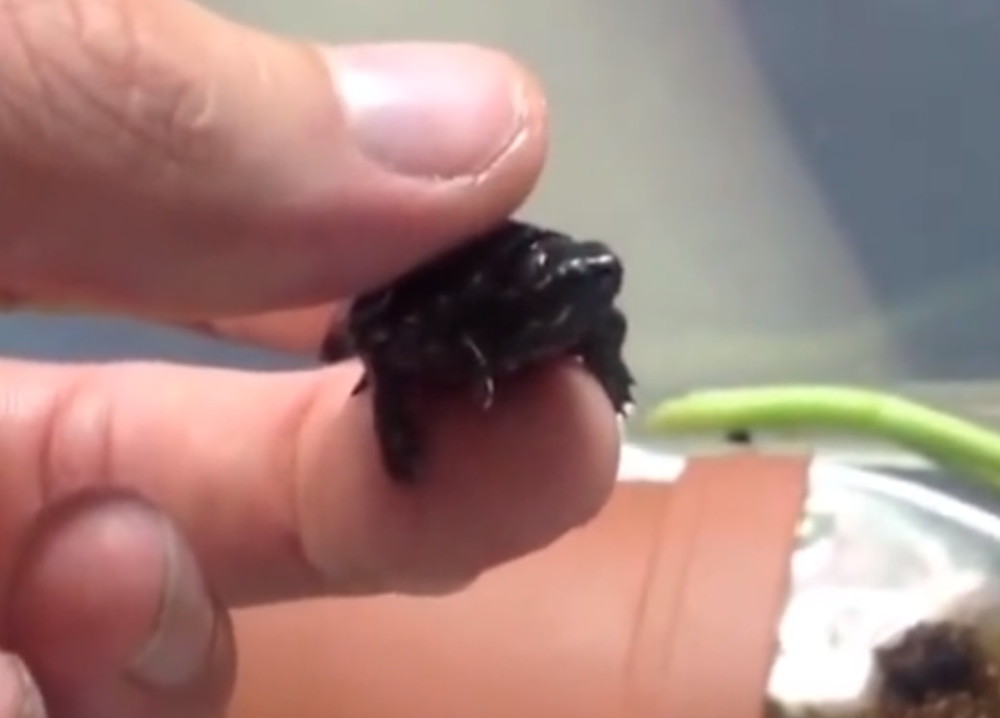 最小的乌龟,和指甲盖差不多大