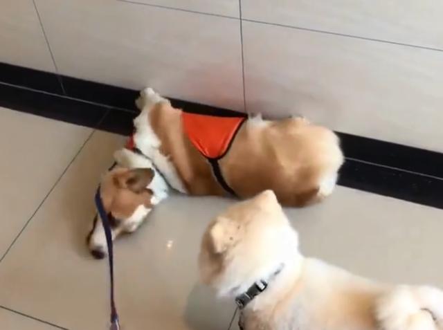 柯基走两步假装晕倒,要主人亲亲抱抱举高高,才肯起来!