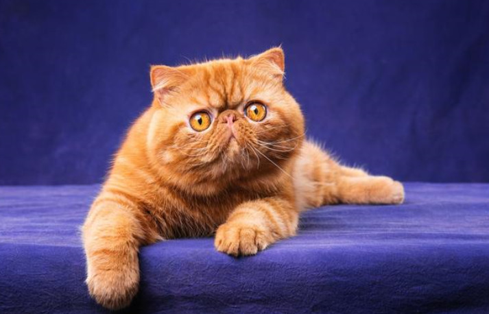 世界上5大最美猫品种,阿比西尼亚猫入榜,快来看看有没