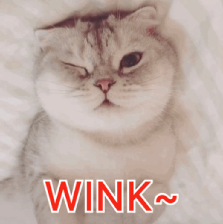 猫主子:wink