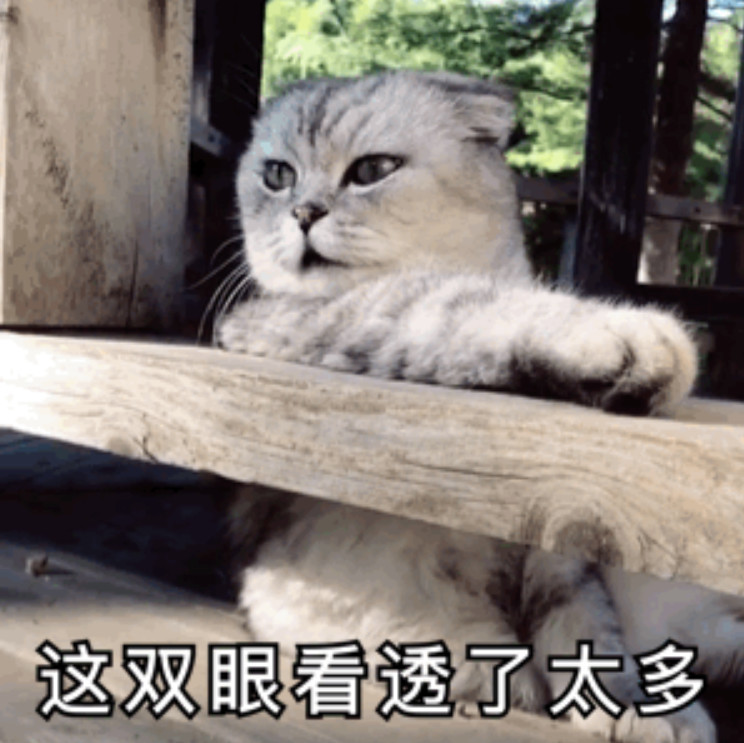 猫主子:早已看穿一切