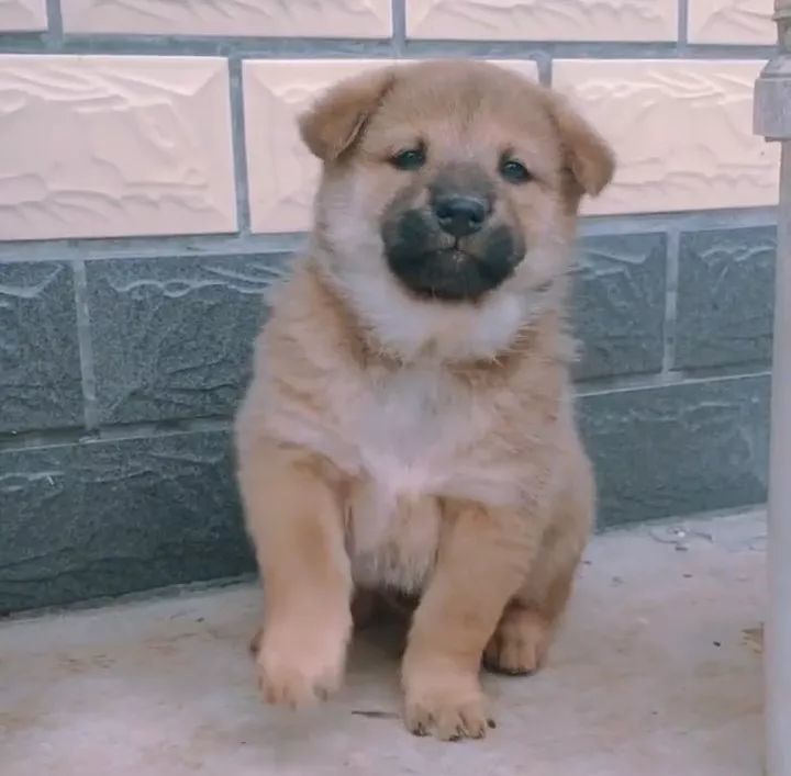 不过说起田园犬,只说阿黄就有点偏心啦,小黑也超级耐看的哦!