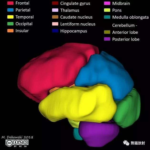 insular 岛叶 cingulate gyrus 扣带回 thalamus 丘脑 caudate