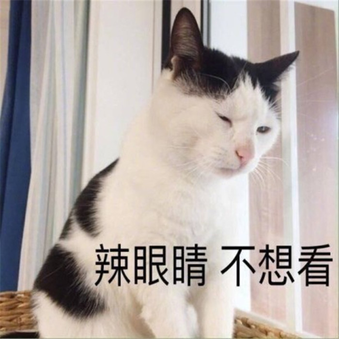 可爱萌宠猫咪表情包:看着我,再说一遍