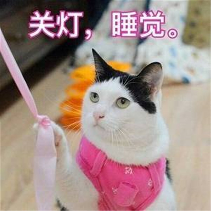 可爱萌宠猫咪表情包:我能怎么办,我也很绝望啊