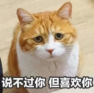 可爱猫咪表情包:睁开你那卡姿兰的大眼睛说爱我