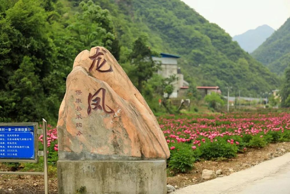 保康寺坪:畅游花海,体验网红桥,乡村游也能玩出新花样