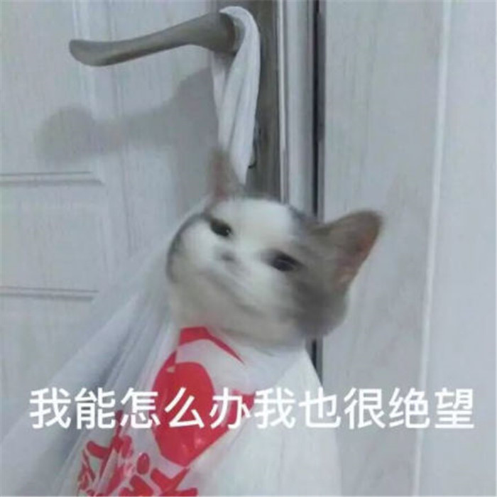 可爱萌宠猫咪表情包:我能怎么办,我也很绝望啊