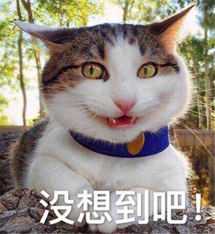 可爱萌宠猫猫表情包:不行,我受不了这委屈