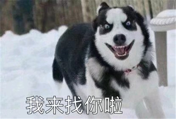 日常聊天搞笑表情包:只想混吃等死!