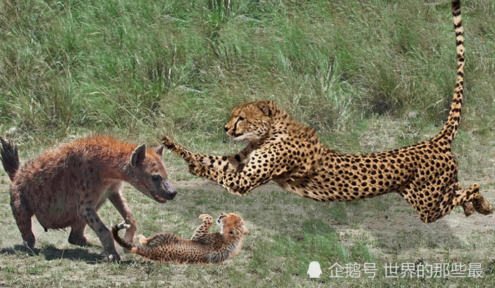 猎豹体重和敏捷都在鬣狗之上,为什么却常被非洲二哥欺负?