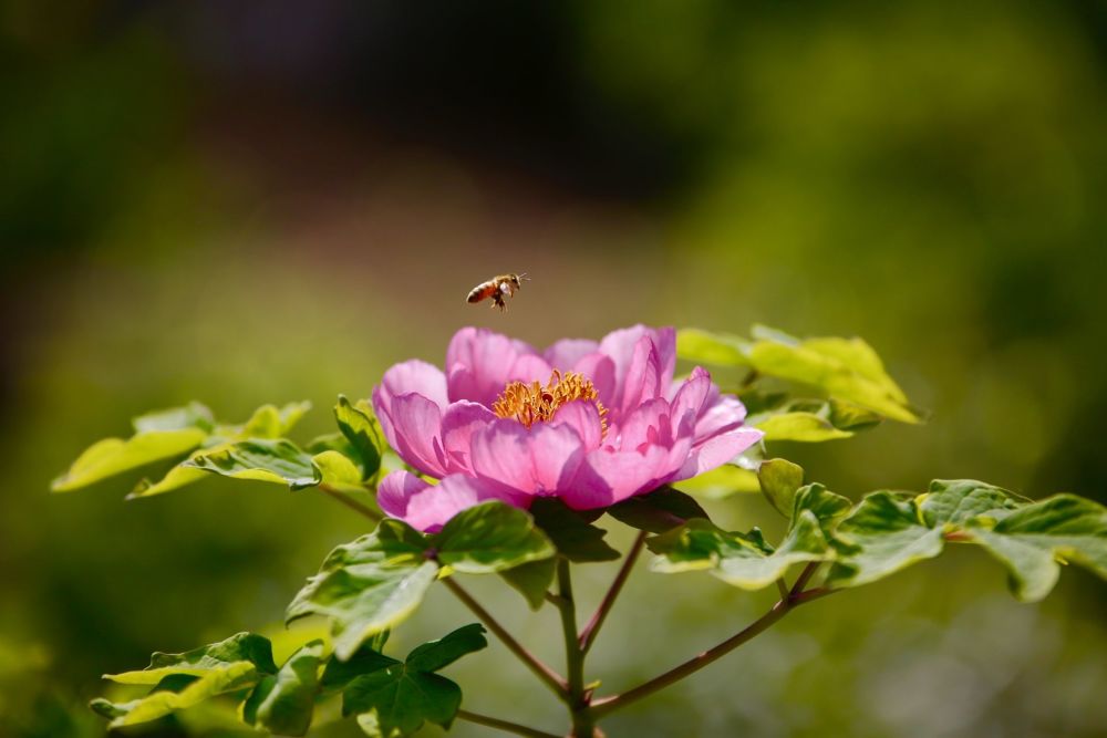 绝代只西子 众芳唯牡丹