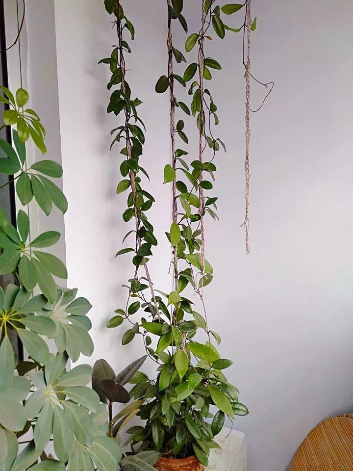 这种花比绿萝还耐阴,养1盆能爬上房顶,开花比香水还香