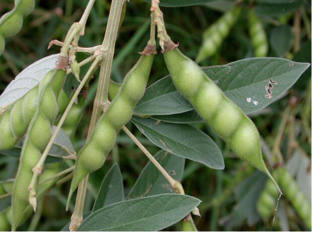 荒野维生食物之野菜系列——木豆