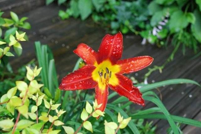 夏季高温梅雨期 养花得做 隔热层 这些花卉 防暑招 学起来 看点快报