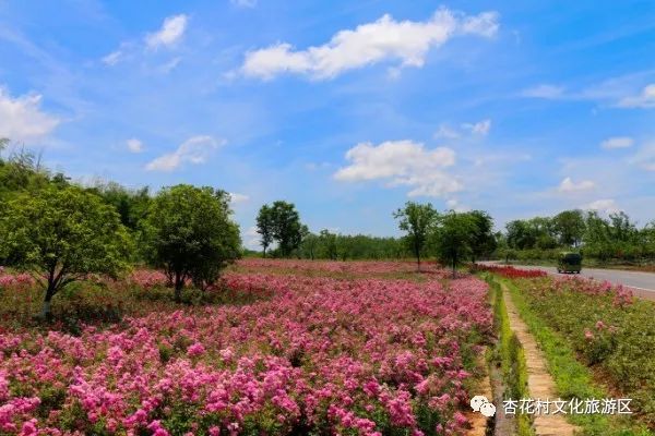 来源:杏花村文化旅游区 编辑:汪玉责编:张翔 审稿:冯民飞 监制:姜