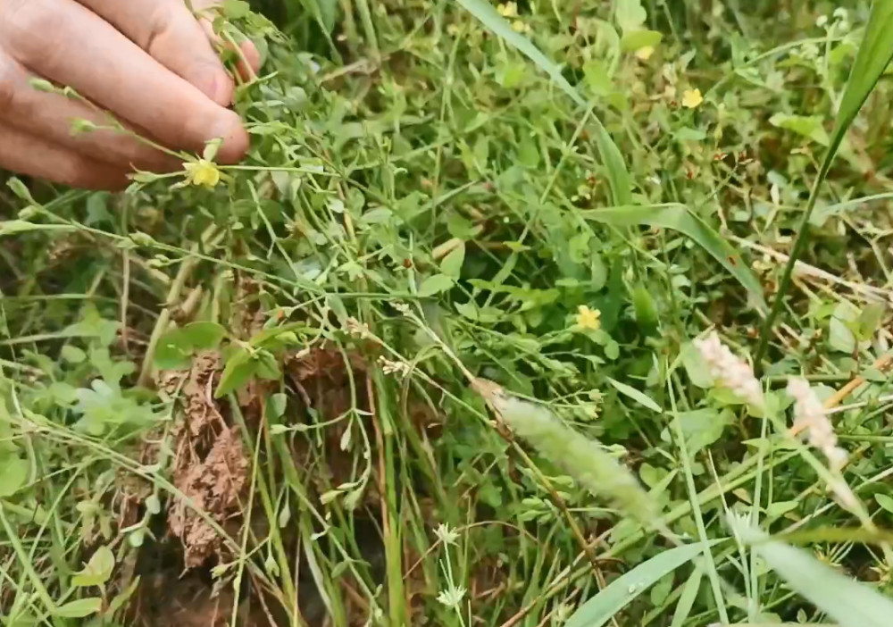 夏天来了,小伙在田里拔一种野草,它和蛇舌草一样在农村很受欢迎