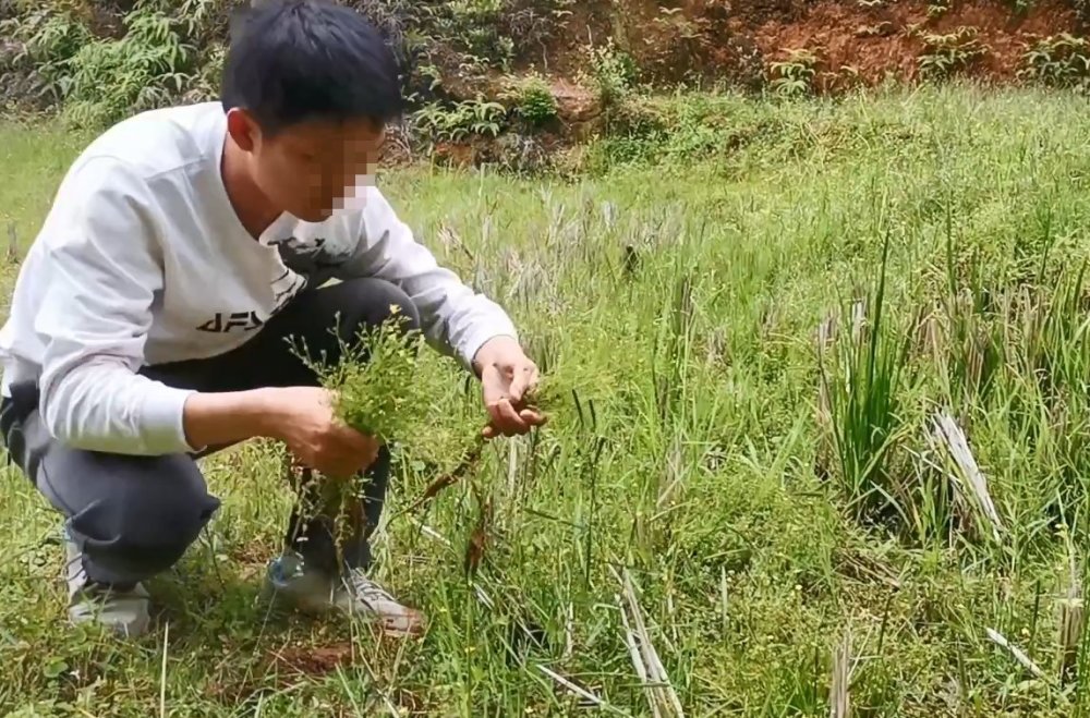 草药,夏天,识货,夏桑菊,中暑