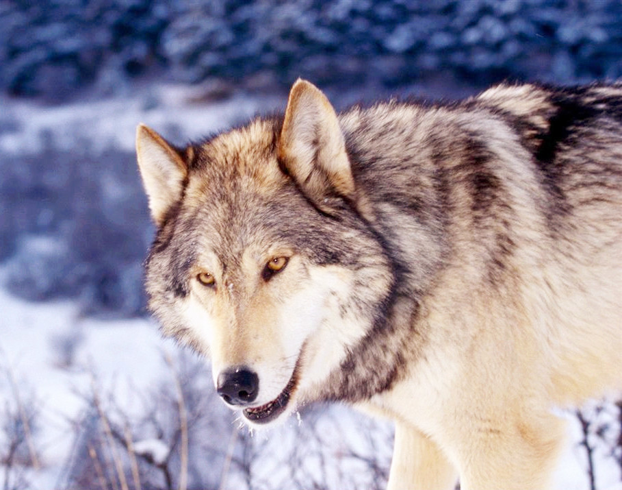人们常说"养不熟的白眼狼",狼这种动物到底能被驯服吗?