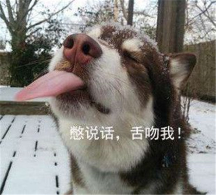 搞笑哈士奇表情包:女人你成功引起了我的注意!