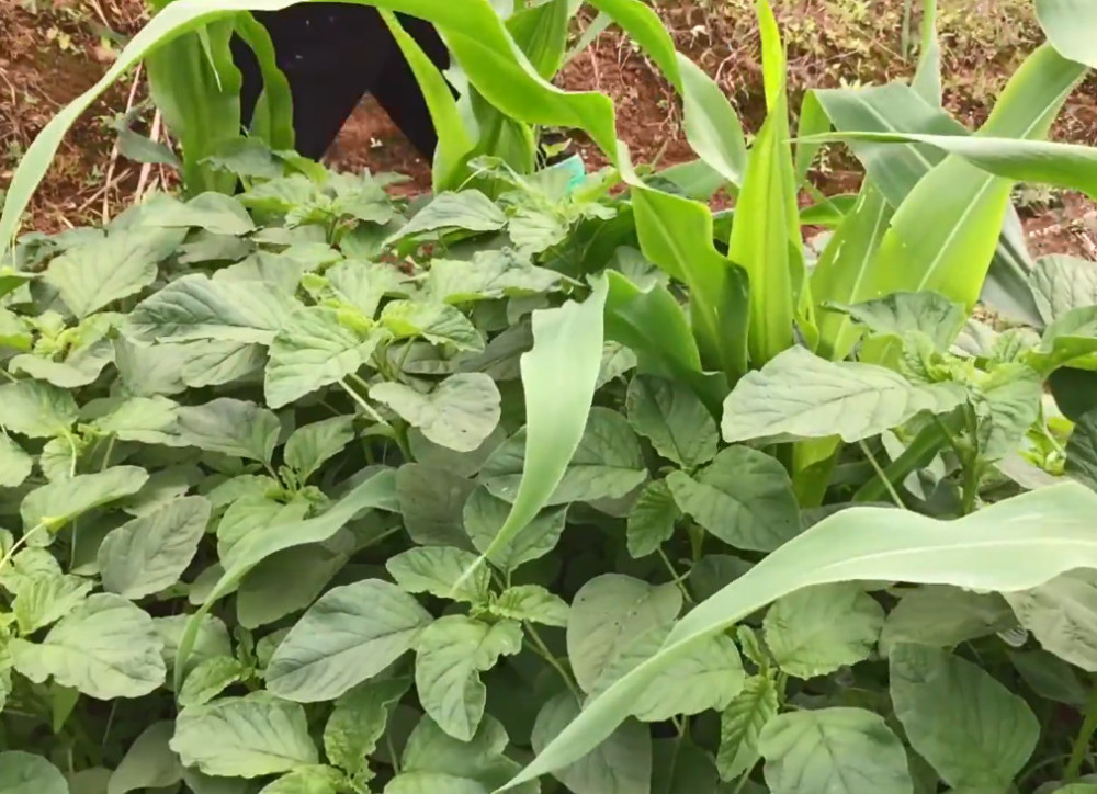 生活在农村就是好,老奶奶玉米地随手摘一把野菜,拿回家清炒一盘