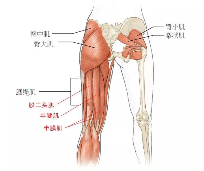 腘绳肌 腘绳肌位于大腿后侧,是一组肌群而不是单独一块肌肉,由半腱肌