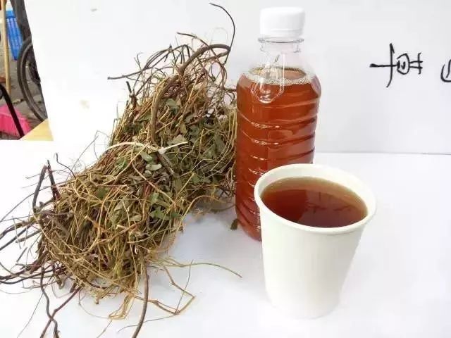 三,鸡骨草茶