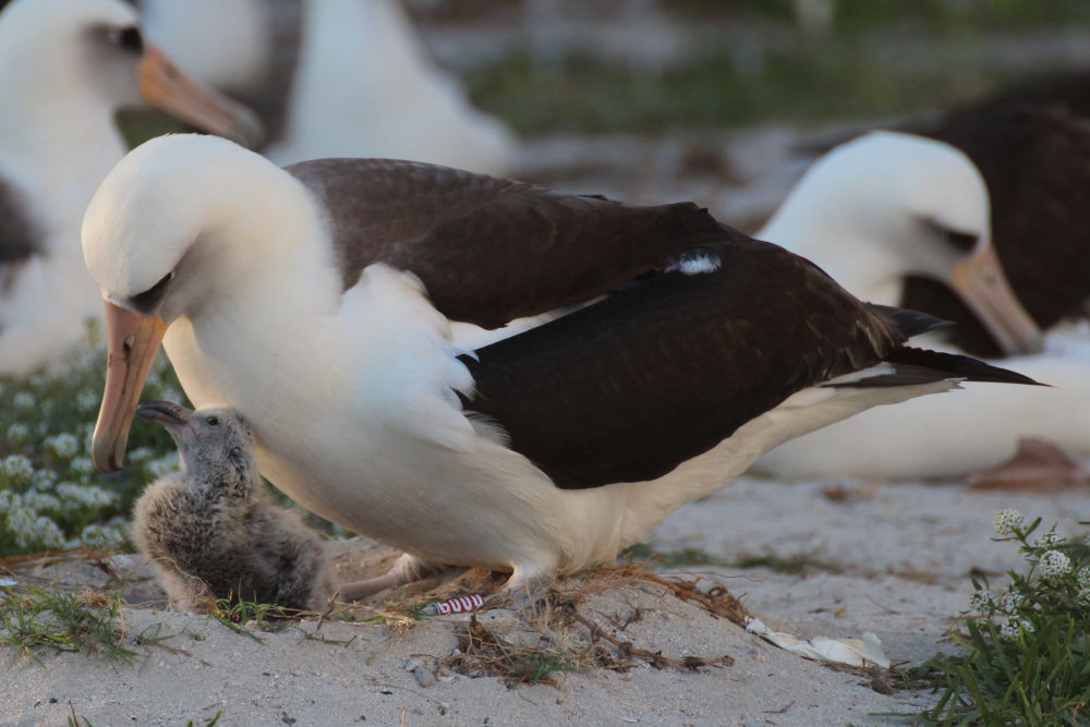 全球最高龄海鸟再当妈 66岁仍孵蛋