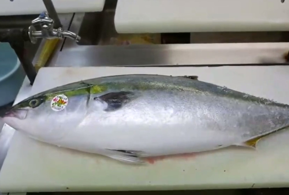 实拍日本人处理巨型黄条鰤鱼,把它切片生吃,网友:佩服