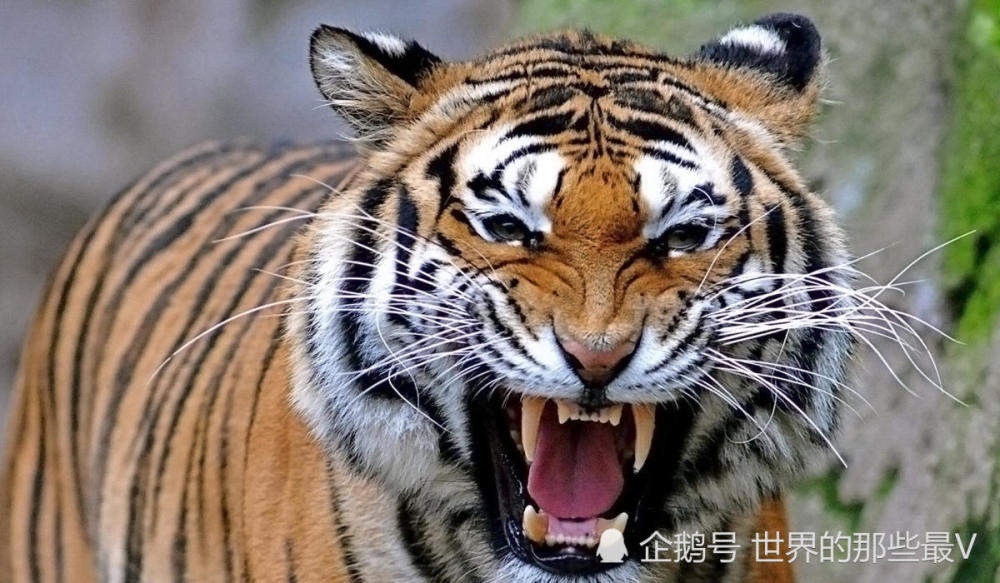 6个老虎亚种里,为什么孟加拉虎比其他老虎都要凶悍?