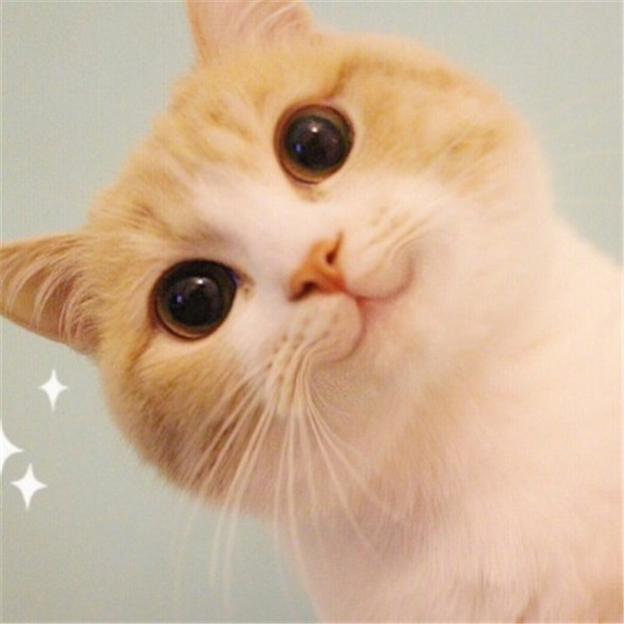 可爱萌宠猫咪表情包:一只突然失去梦想的闲猫!