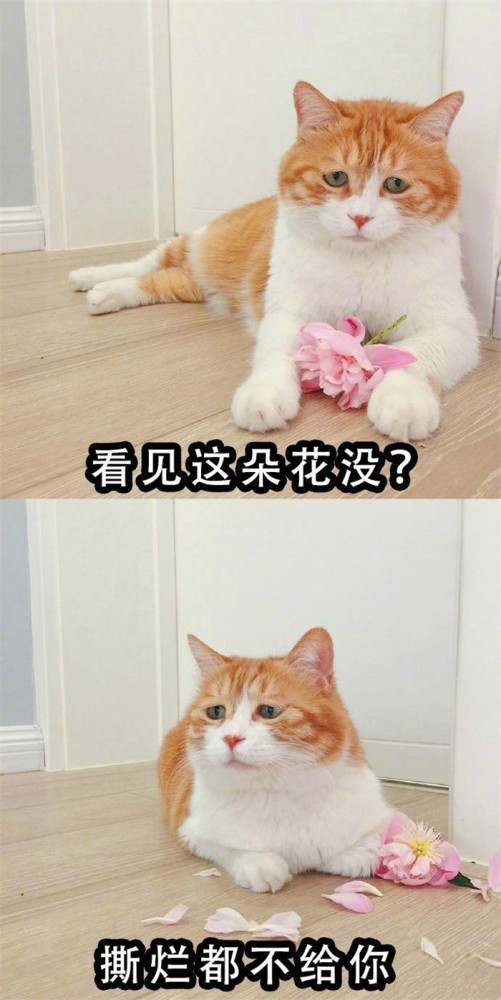 可爱萌宠猫猫表情包:看见这朵花了吗,揉烂都不给你!