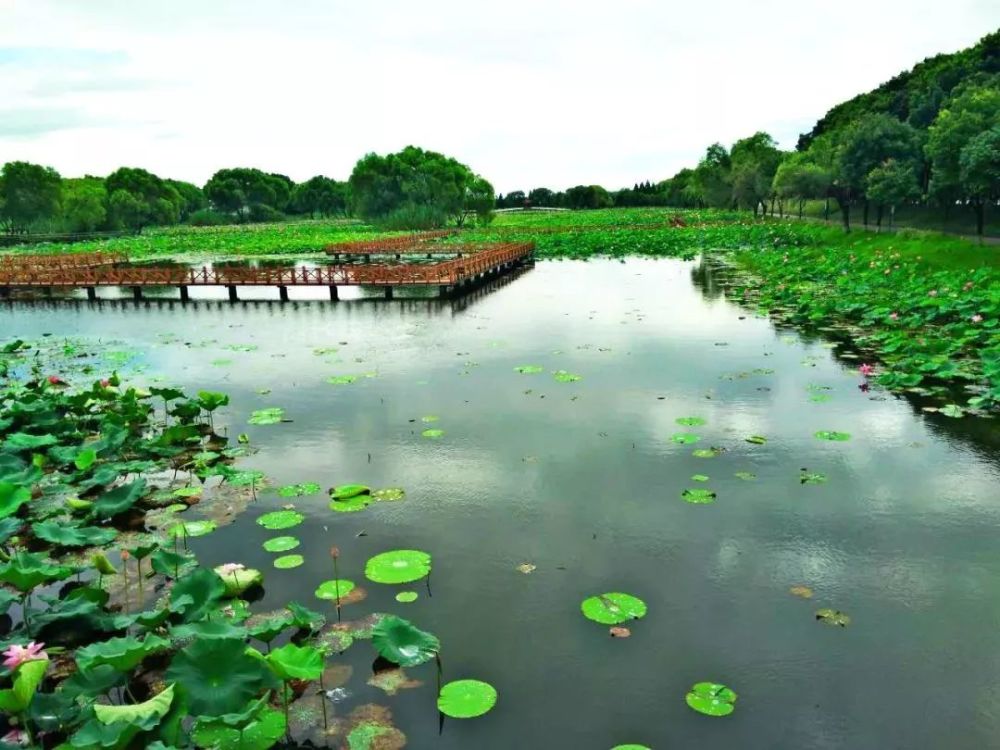 瞿家湾,洪湖市,老街,旅游景区,生态旅游,水乡