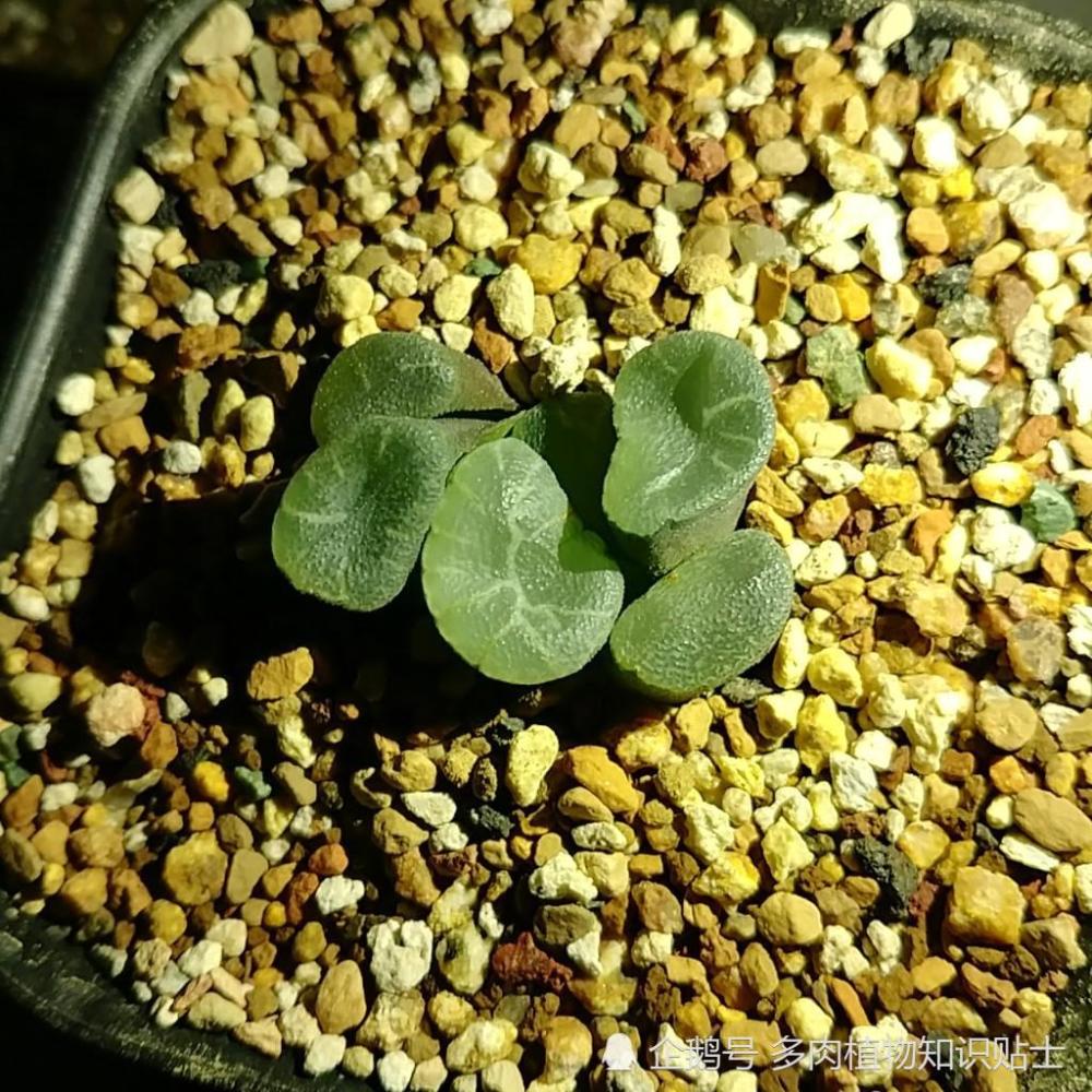 夜拍十二卷,带你探秘黑夜里的多肉植物是啥样?