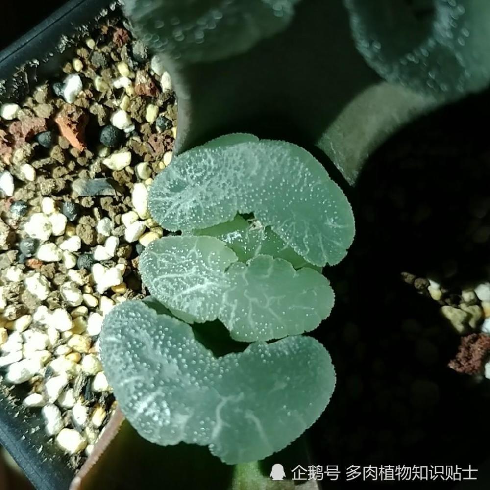 夜拍十二卷,带你探秘黑夜里的多肉植物是啥样?