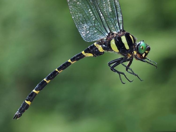 世界上最大的蜻蜓,全身长满眼睛,号称捕猎高手深受男人喜爱