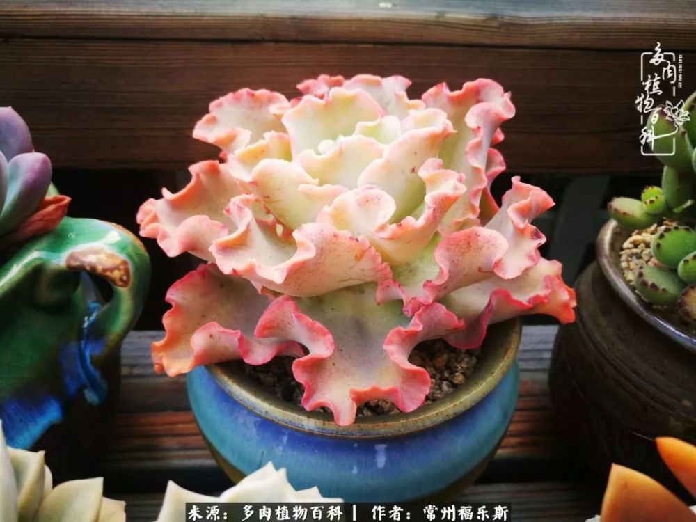 多肉,蔷薇,蓝姬莲,玫瑰法师
